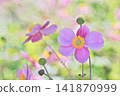 粉紅色的日本銀蓮花和柔和光線下的花卉背景。 141870999