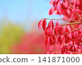 秋日紅葉在藍天的襯托下顯得格外鮮豔。 141871000