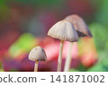 秋天落葉間生長的小蘑菇 141871002