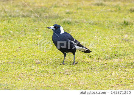 An Australian Magpie foraging for food near Wentworth Falls Lake An Australian Magpie foraging for food near Wentworth Falls Lake 141871230