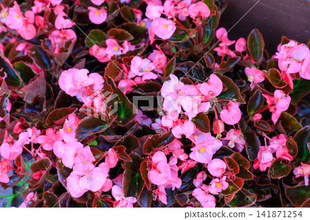 Pink flowers. Dense top view pattern of bright pink begonias contrasting with deep bronze leaves. Pink flowers. Dense top view pattern of bright pink begonias contrasting with deep bronze leaves. 141871254