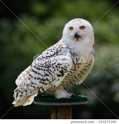 Snowy Owl Perched Outdoors Against Blurred Green Background Snowy Owl Perched Outdoors Against Blurred Green Background 141871289