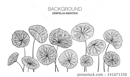 Centella asiatica leaves web banner Hand drawn linear style Gotu kola asiatic pennywort herb pattern Centella asiatica leaves web banner Hand drawn linear style Gotu kola asiatic pennywort herb pattern 141871330