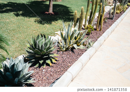 Cactus and agave landscaped garden beside walkway. Succulent plants background Cactus and agave landscaped garden beside walkway. Succulent plants background 141871358
