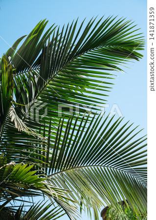 Tropical palm leaves against blue sky, abstract holiday summer background Tropical palm leaves against blue sky, abstract holiday summer background 141871359