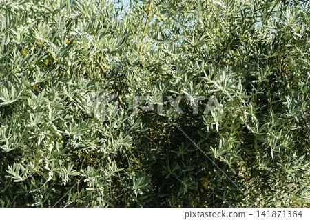 Green olives growing on an olive tree, close-up of fresh unripe fruit among silvery green leaves, Mediterranean agriculture and natural food background with sunlight Green olives growing on an olive tree, close-up of fresh unripe fruit among silvery green leaves, Mediterranean agriculture and natural food background with sunlight 141871364