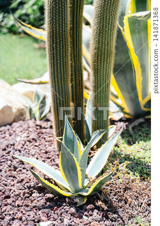 Agave plant and columnar cacti growing in landscaped dry garden Agave plant and columnar cacti growing in landscaped dry garden 141871368