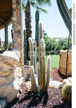 Cactus garden with hairy columnar cacti, palm trees and stone landscaping Cactus garden with hairy columnar cacti, palm trees and stone landscaping 141871374