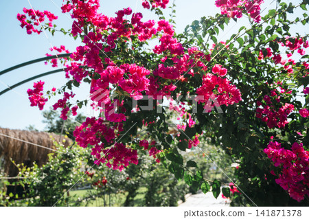 Bougainvillea flower arch over walkway in lush resort garden, vibrant pink blossoms, sunny summer vacation setting Bougainvillea flower arch over walkway in lush resort garden, vibrant pink blossoms, sunny summer vacation setting 141871378