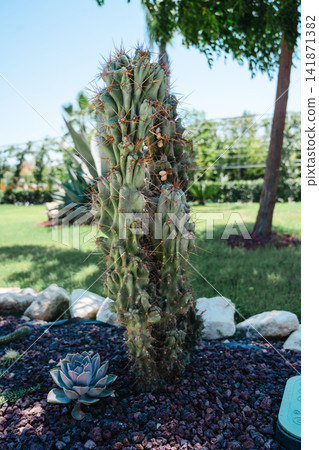 Cereus cactus with spiny irregular growth and Echeveria succulent in foreground Cereus cactus with spiny irregular growth and Echeveria succulent in foreground 141871382
