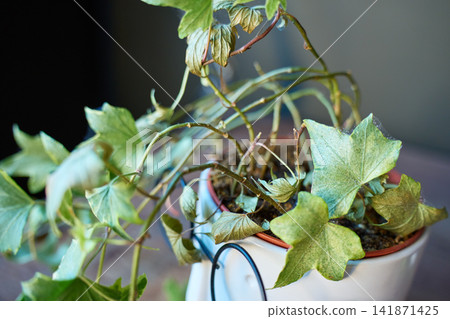 Potted plant has pale, dry and damaged leaves with fine webbing visible on the foliage Potted plant has pale, dry and damaged leaves with fine webbing visible on the foliage 141871425