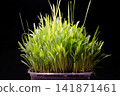 Fresh Millet Sprouts Growing from Soil in Pot 141871461