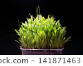 Young Millet Sprouts Growing in Pot on Dark Background 141871463