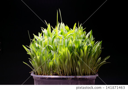 Young Millet Sprouts Growing in Pot on Dark Background 141871463