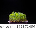 Millet Microgreen Sprouts Growing in Pot on Dark Background 141871466