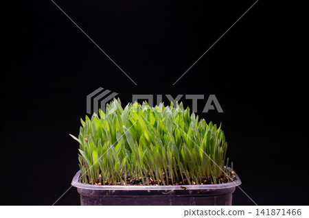 Millet Microgreen Sprouts Growing in Pot on Dark Background Millet Microgreen Sprouts Growing in Pot on Dark Background 141871466