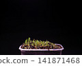 Millet Microgreen Sprouts Growing in Pot on Dark Background. 141871468