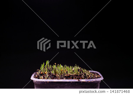 Millet Microgreen Sprouts Growing in Pot on Dark Background. Millet Microgreen Sprouts Growing in Pot on Dark Background. 141871468