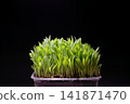 Organic Millet Microgreens in Pot on Black Background 141871470
