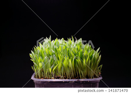 Organic Millet Microgreens in Pot on Black Background Organic Millet Microgreens in Pot on Black Background 141871470