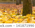 A fluffy beautiful squirrel is looking for food among fallen yellow leaves in the autumn in a city park 141871990