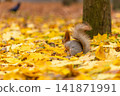 A fluffy beautiful squirrel is looking for food among fallen yellow leaves in the autumn in a city park 141871991