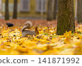 A fluffy beautiful squirrel is looking for food among fallen yellow leaves in the autumn in a city park 141871992