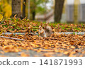 A fluffy beautiful squirrel is looking for food among fallen yellow leaves in the autumn in a city park 141871993
