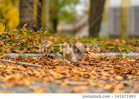 A fluffy beautiful squirrel is looking for food among fallen yellow leaves in the autumn in a city park A fluffy beautiful squirrel is looking for food among fallen yellow leaves in the autumn in a city park 141871993