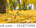 A fluffy beautiful squirrel is looking for food among fallen yellow leaves in the autumn in a city park 141871994