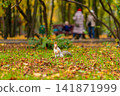 A fluffy beautiful squirrel is looking for food among fallen yellow leaves in the autumn in a city park 141871999