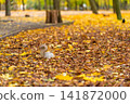 A fluffy beautiful squirrel is looking for food among fallen yellow leaves in the autumn in a city park 141872000