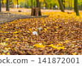 A fluffy beautiful squirrel is looking for food among fallen yellow leaves in the autumn in a city park 141872001
