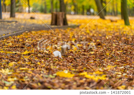 A fluffy beautiful squirrel is looking for food among fallen yellow leaves in the autumn in a city park A fluffy beautiful squirrel is looking for food among fallen yellow leaves in the autumn in a city park 141872001