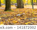 A fluffy beautiful squirrel is looking for food among fallen yellow leaves in the autumn in a city park 141872002