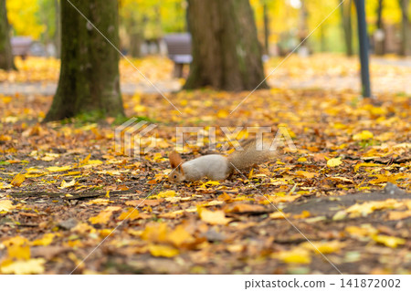 A fluffy beautiful squirrel is looking for food among fallen yellow leaves in the autumn in a city park A fluffy beautiful squirrel is looking for food among fallen yellow leaves in the autumn in a city park 141872002