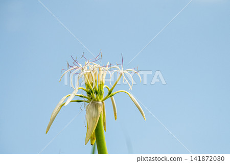Yakushima, the island where gods reside - Crinum lily (summer) 141872080