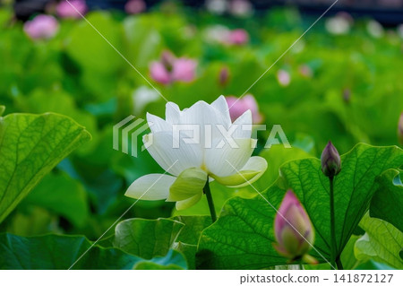 池塘裡盛開著美麗的白色蓮花,周圍環繞著翠綠的樹葉——這是典型的日本夏季景色。 池塘裡盛開著美麗的白色蓮花,周圍環繞著翠綠的樹葉——這是典型的日本夏季景色。 141872127