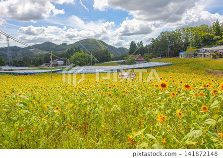 夏日的天空下，綿延起伏的山丘間，一片廣闊的向日葵花田。 141872148