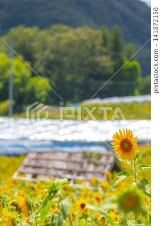 Yellow sunflowers blooming amidst the sparkling waterside and rural landscape. Yellow sunflowers blooming amidst the sparkling waterside and rural landscape. 141872150