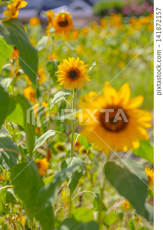 Vibrant sunflowers blooming in the summer sun Vibrant sunflowers blooming in the summer sun 141872157