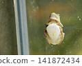 A frog stuck to the window 141872434