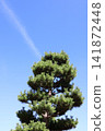 綠色在藍天閃耀 141872448