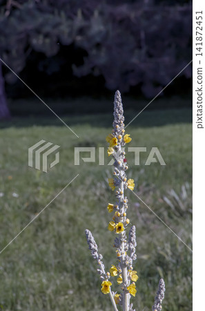 Yellow Flowers on Silver Verbascum bombyciferum Spike Yellow Flowers on Silver Verbascum bombyciferum Spike 141872451