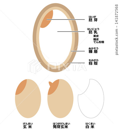 The difference and structure of brown rice and white rice The difference and structure of brown rice and white rice 141872568