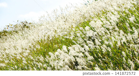 A field in Hokkaido, where autumn pampas grass sways in the wind. A field in Hokkaido, where autumn pampas grass sways in the wind. 141872572