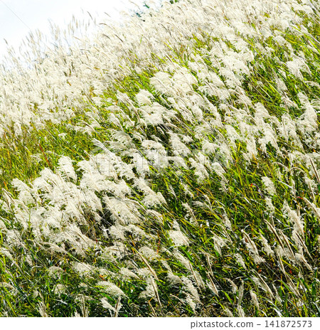A field in Hokkaido, where autumn pampas grass sways in the wind. A field in Hokkaido, where autumn pampas grass sways in the wind. 141872573