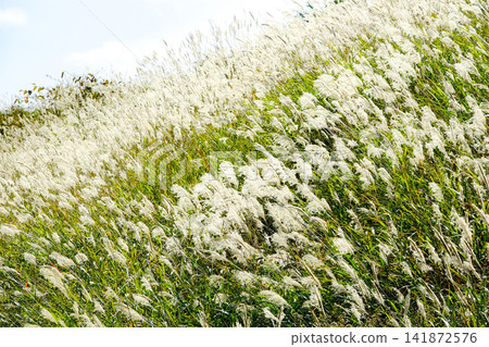 A field in Hokkaido, where autumn pampas grass sways in the wind. A field in Hokkaido, where autumn pampas grass sways in the wind. 141872576