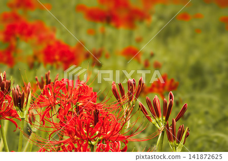 鮮紅的蜘蛛百合花蕾與花朵 鮮紅的蜘蛛百合花蕾與花朵 141872625