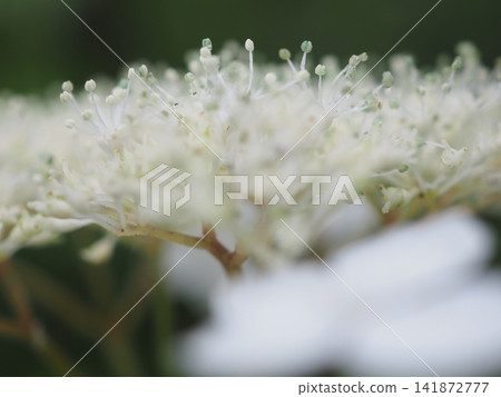 White mountain hydrangea stamens (20260717074958) White mountain hydrangea stamens (20260717074958) 141872777